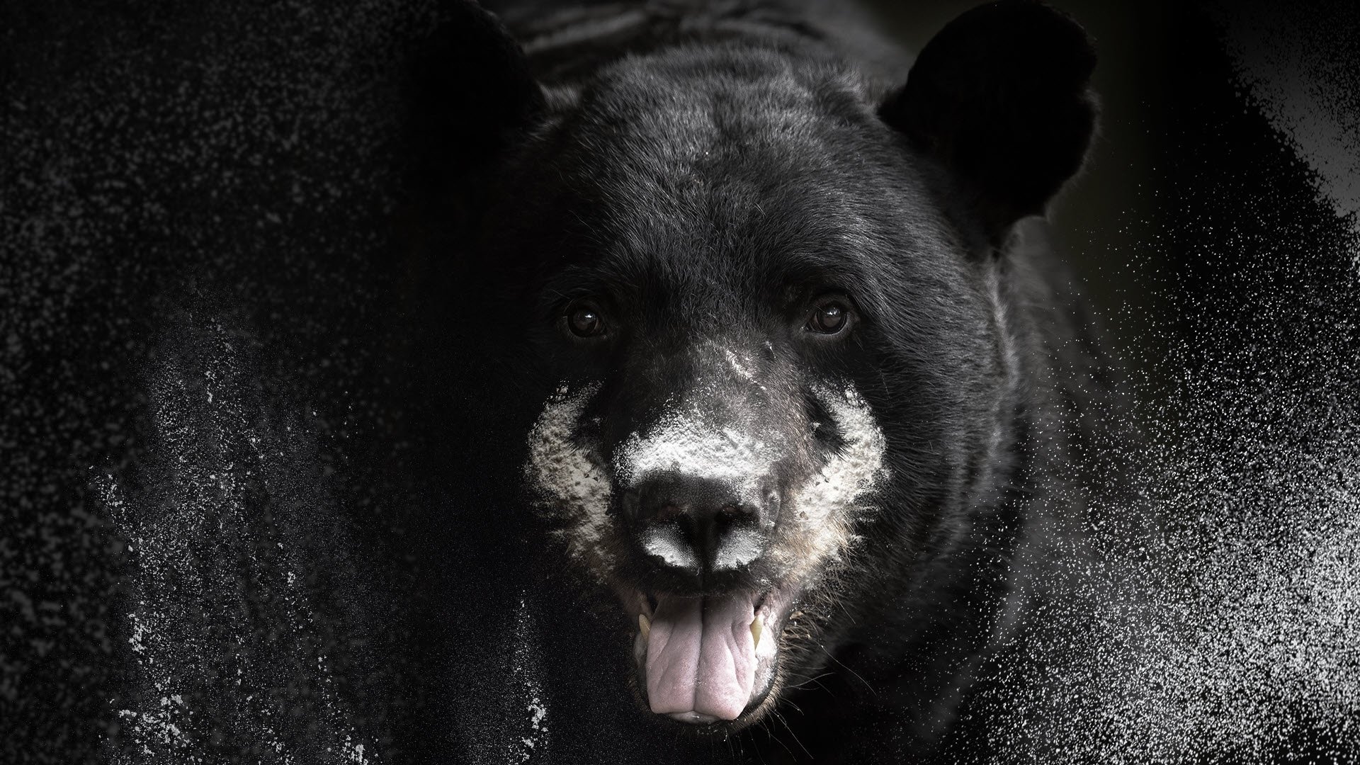 Backdrop for Blow: The True Story of Cocaine, a Bear, and a Crooked Kentucky Cop