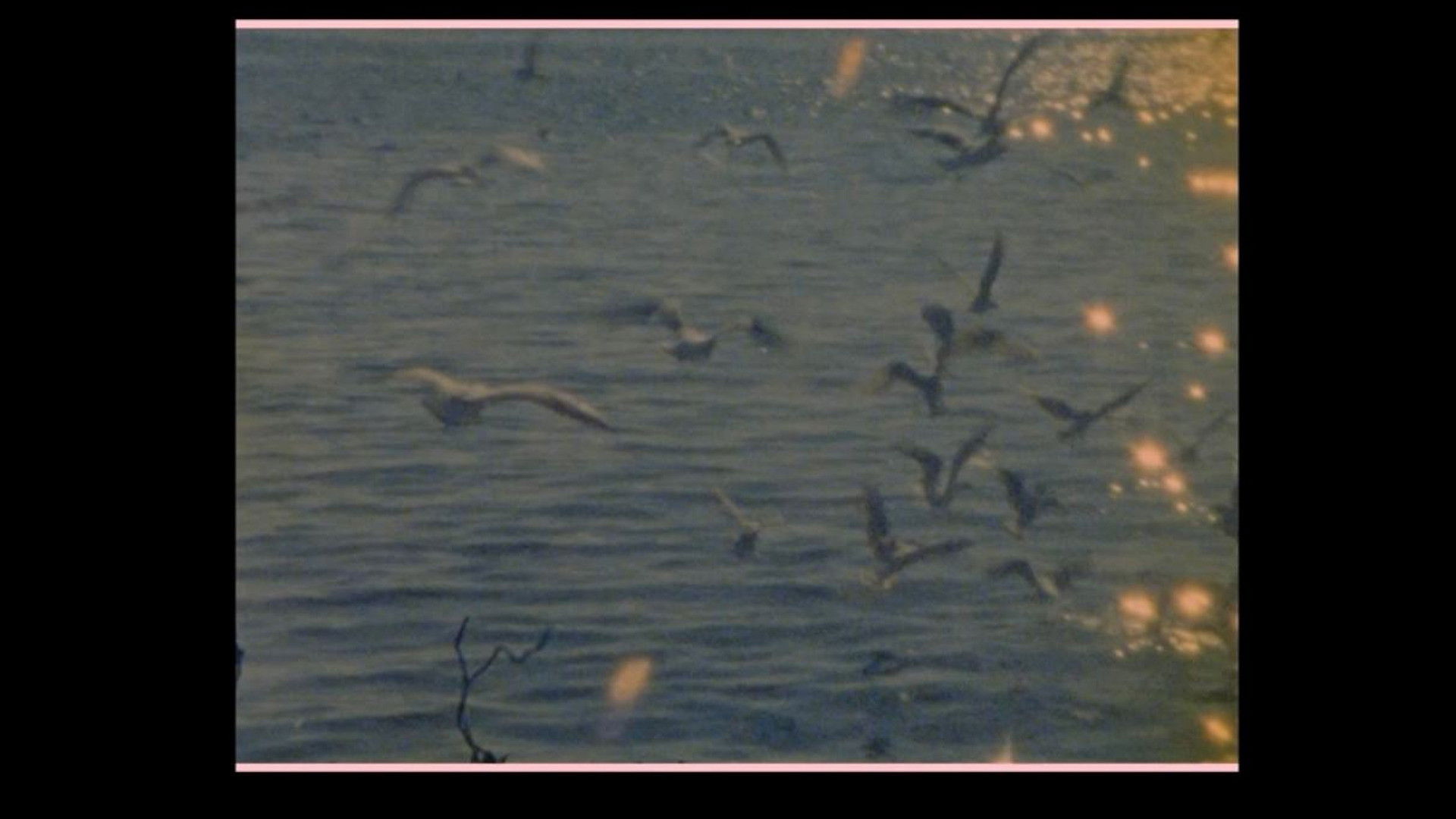 Backdrop for Birds go to die in Peru