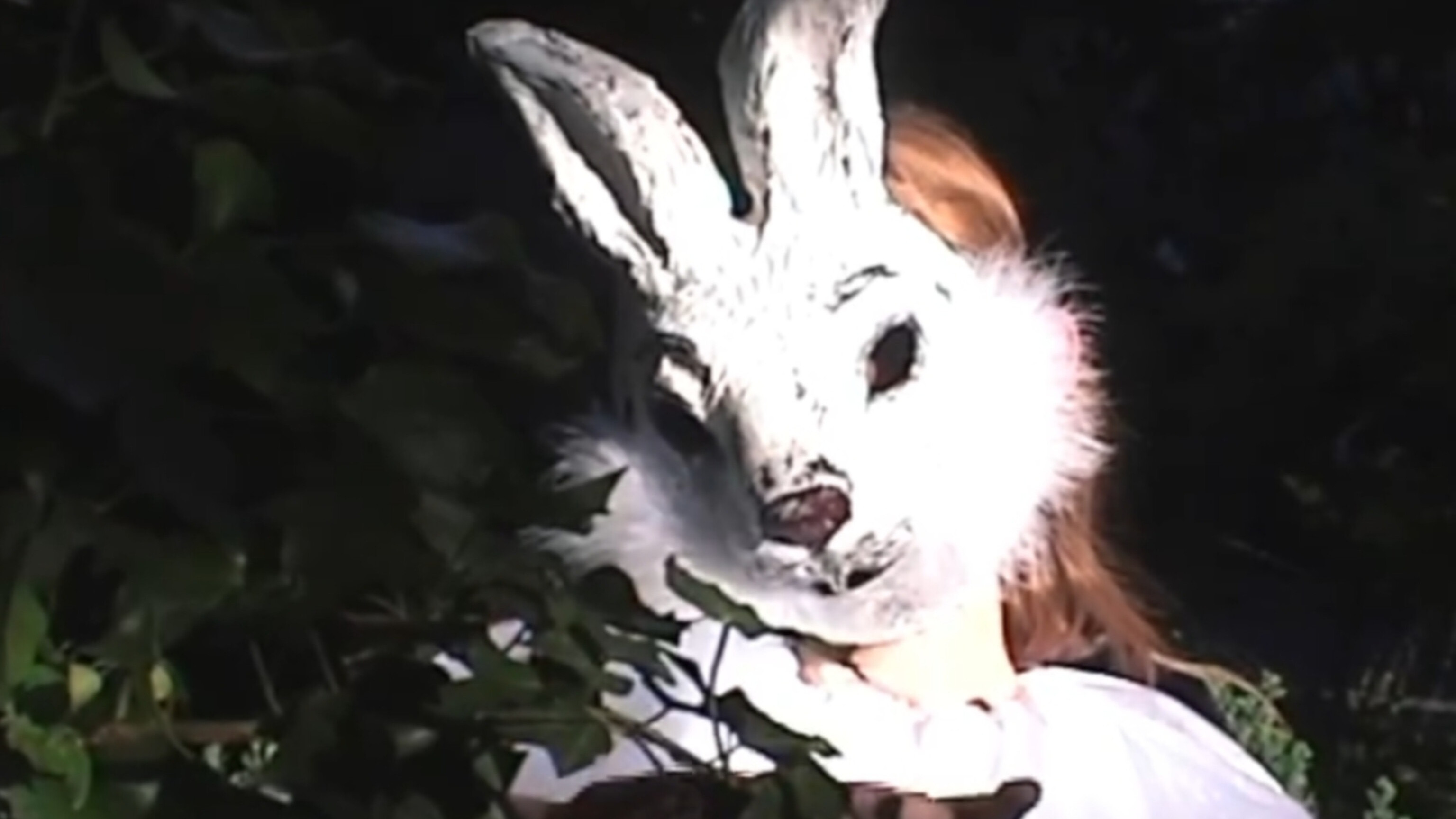 Backdrop for Baby, I'm The Wolf, The Film