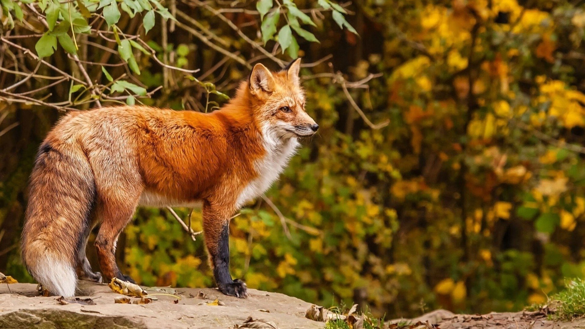 Backdrop for La France sauvage