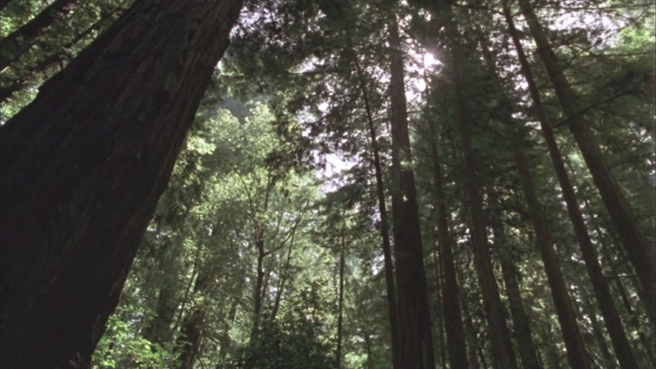 Backdrop for Redwood Curtain