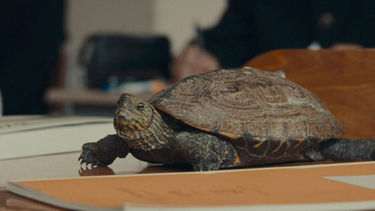 Backdrop for 亀も、青春は短い