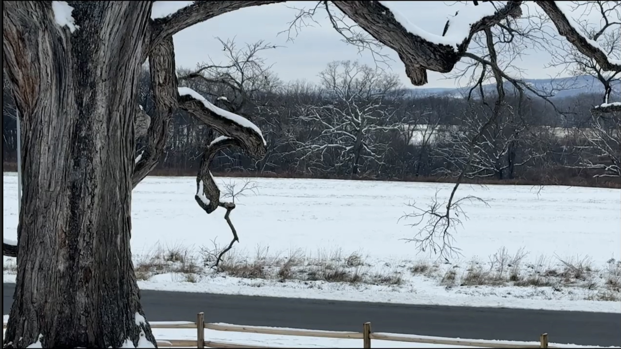 Backdrop for Drawing of a Tree