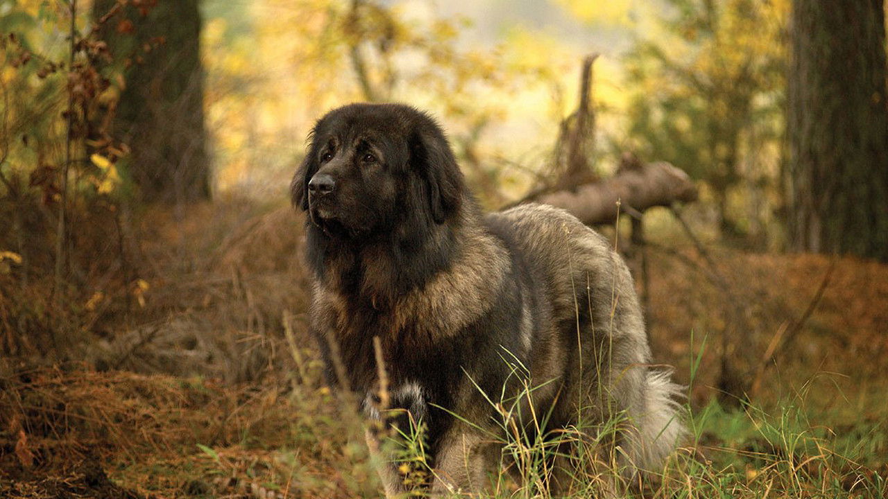 Backdrop for Stormheart