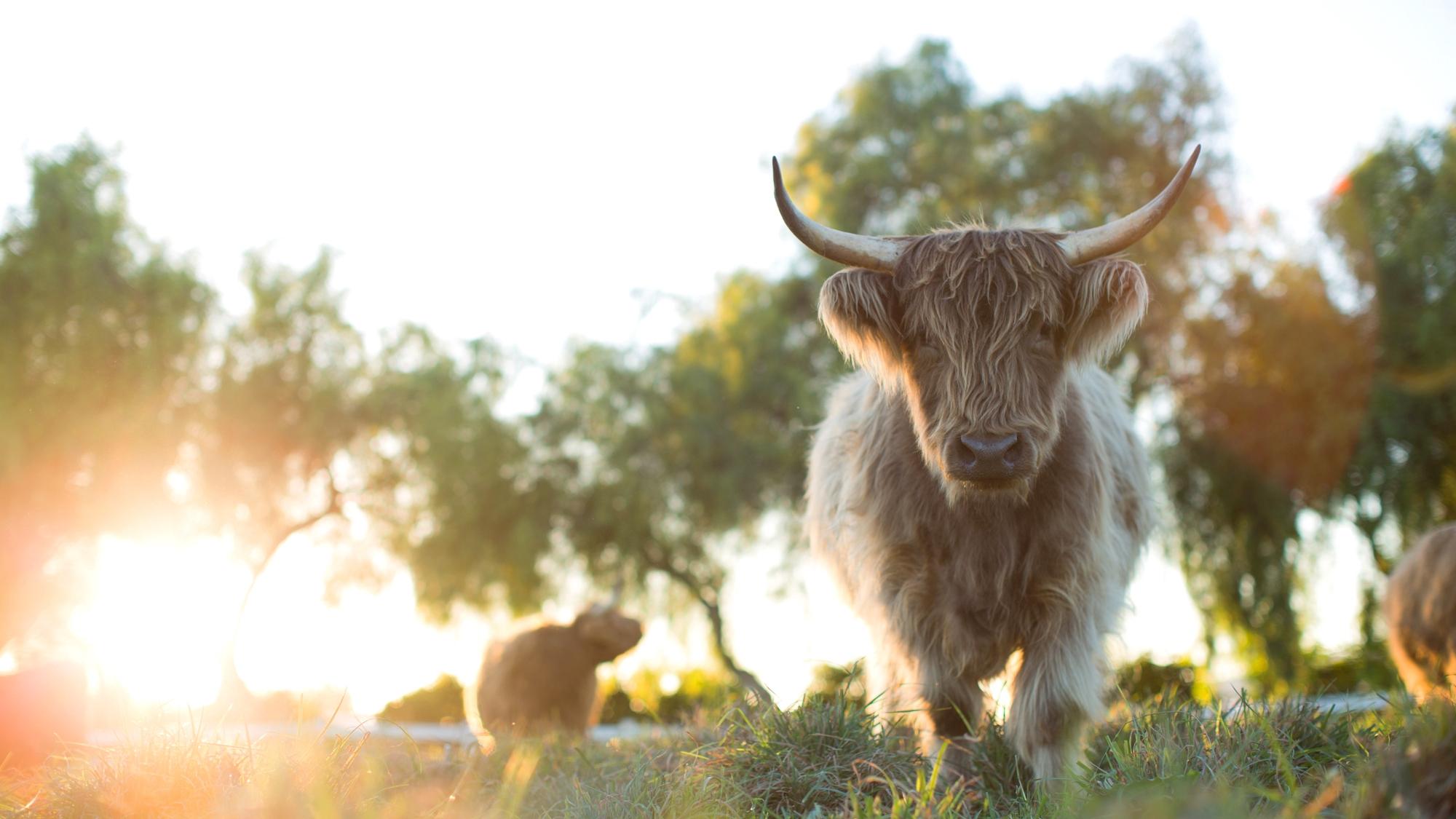 Backdrop for The Biggest Little Farm: The Return