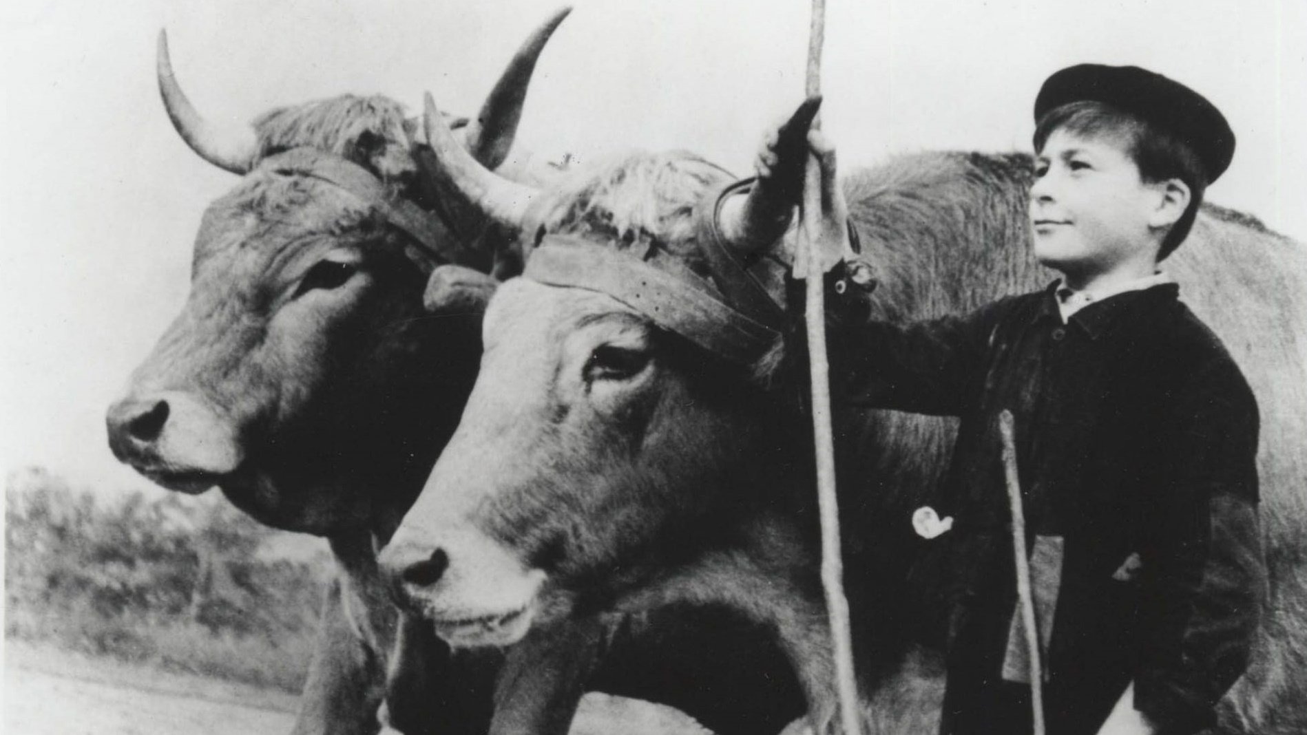 Backdrop for Farrebique, or the Four Seasons