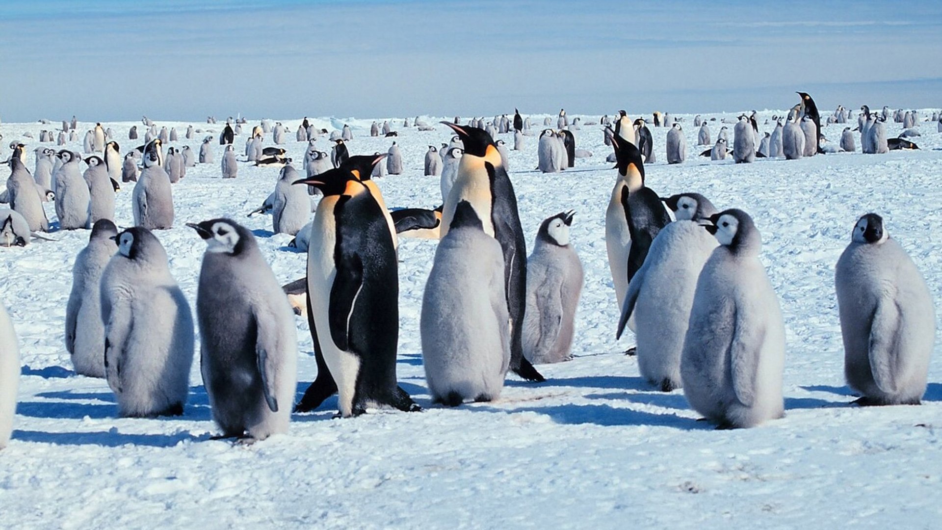 Backdrop for Life in the Freezer