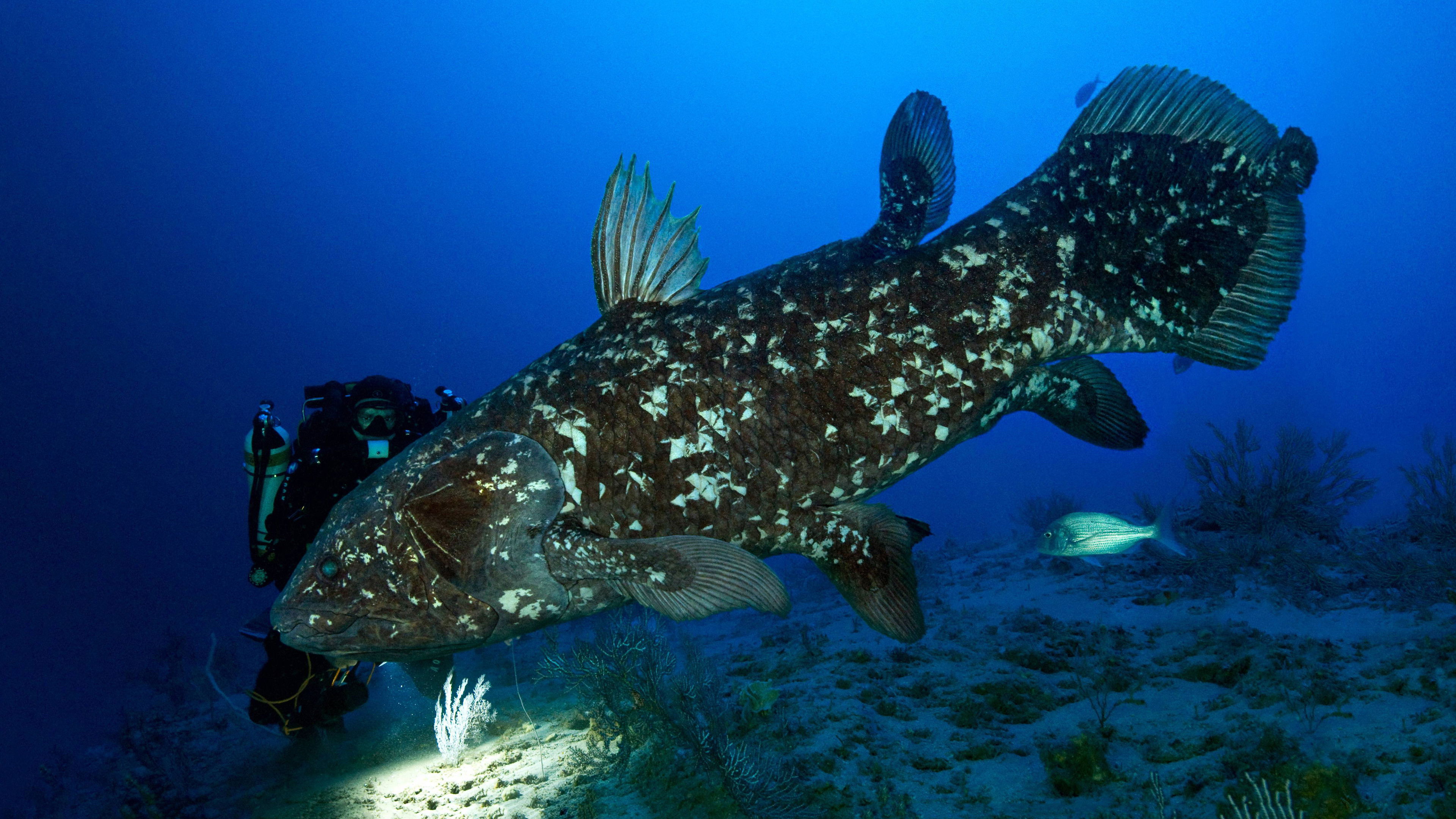 Backdrop for The Coelacanth, a dive into our origins