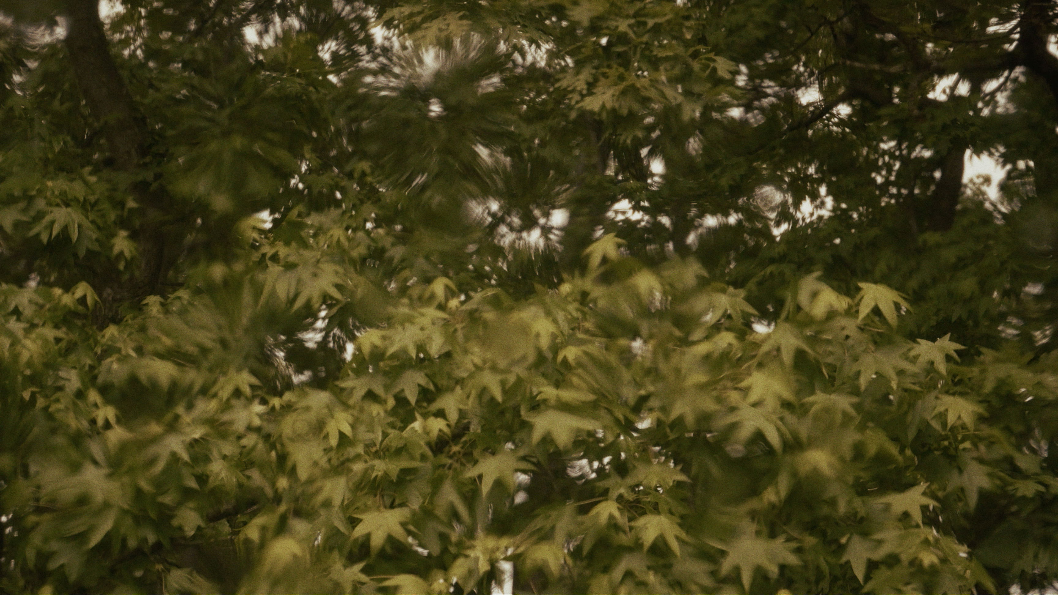 Backdrop for Toward the Horizon