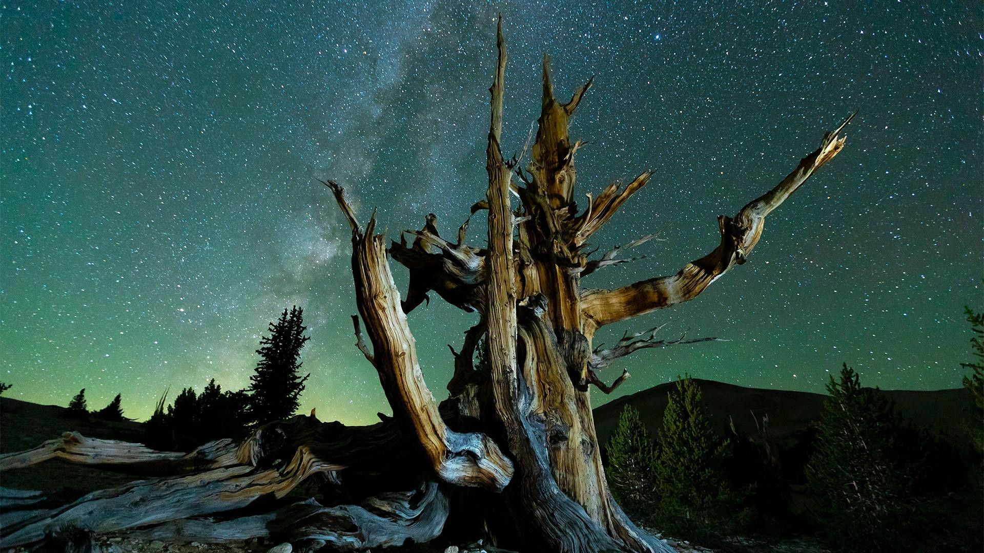 Backdrop for Planet California