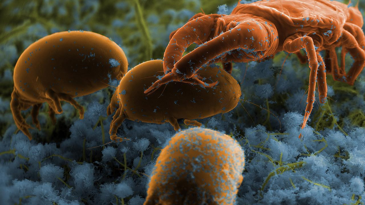 Backdrop for The squatters’ Return