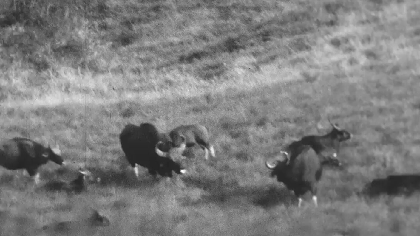 Backdrop for Horned Game - Wild