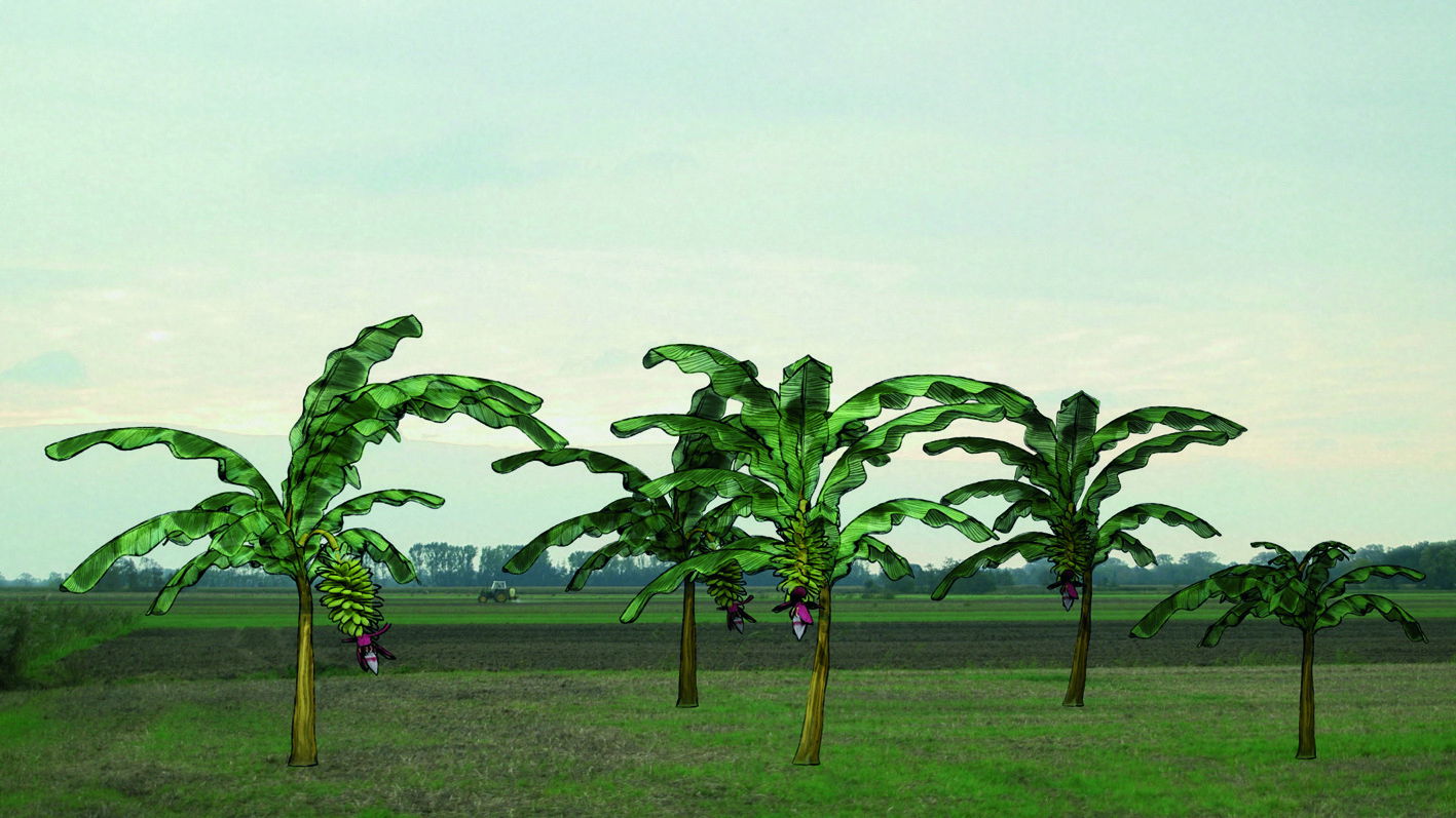 Backdrop for Von Bananenbäumen träumen