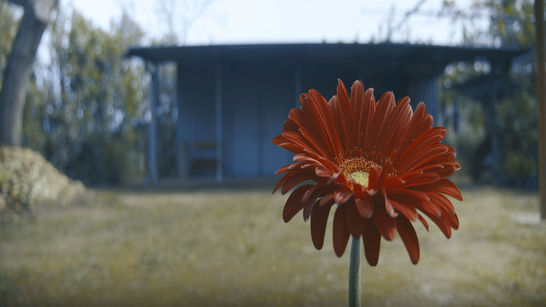 Backdrop for Lockdown