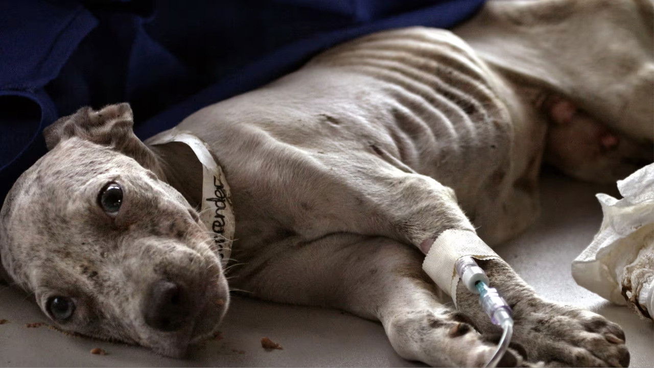 Backdrop for New Orleans Animal Rescue