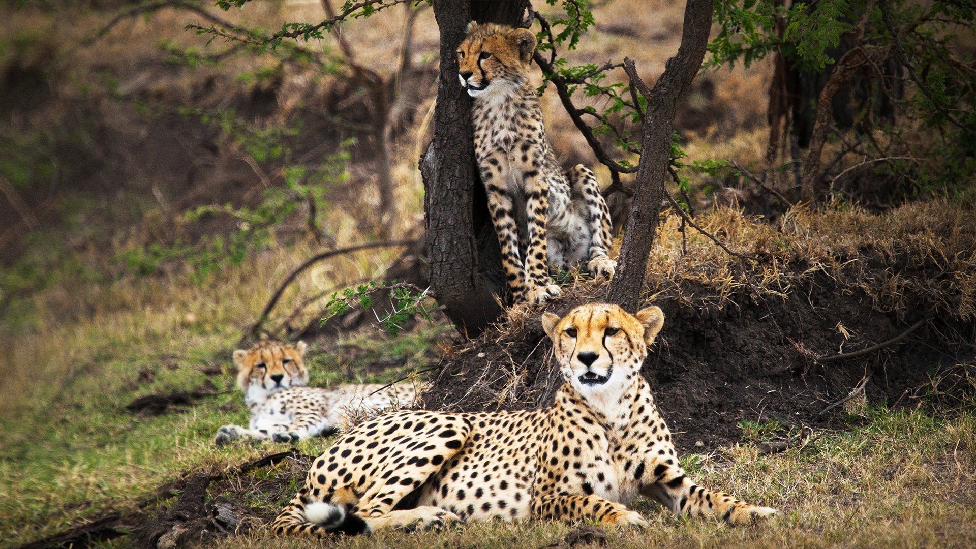 Backdrop for Man Among Cheetahs