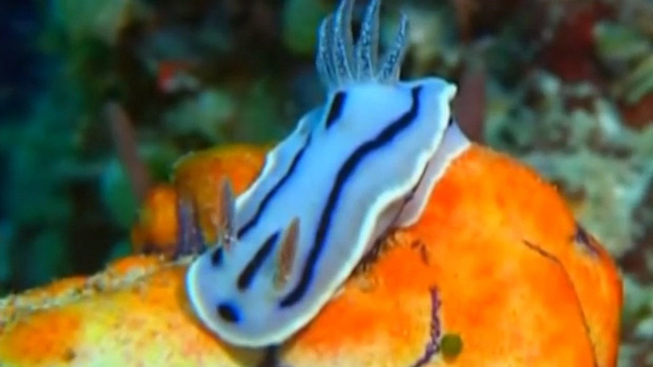 Backdrop for Underwater Impressions