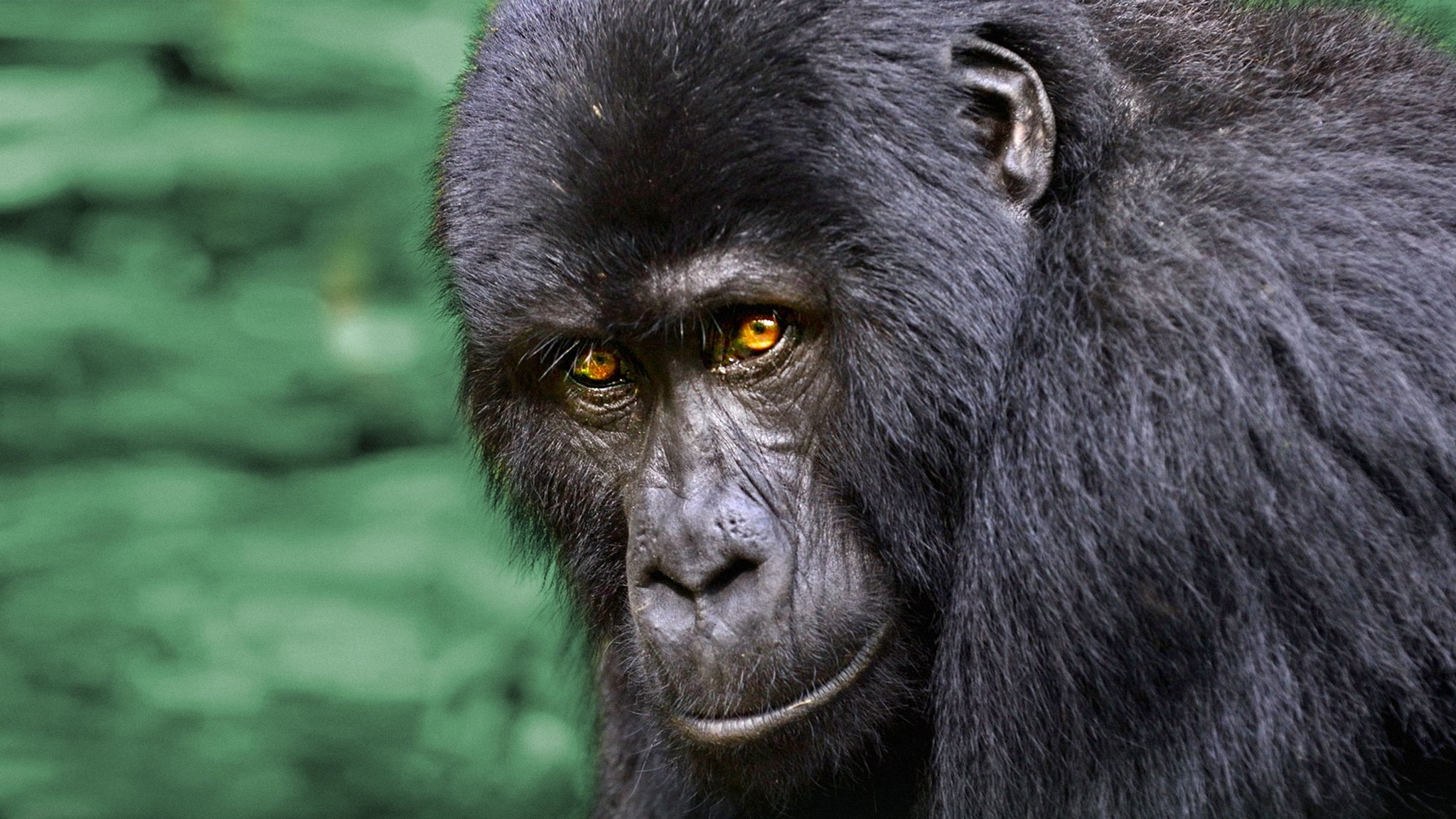 Backdrop for Wild Uganda