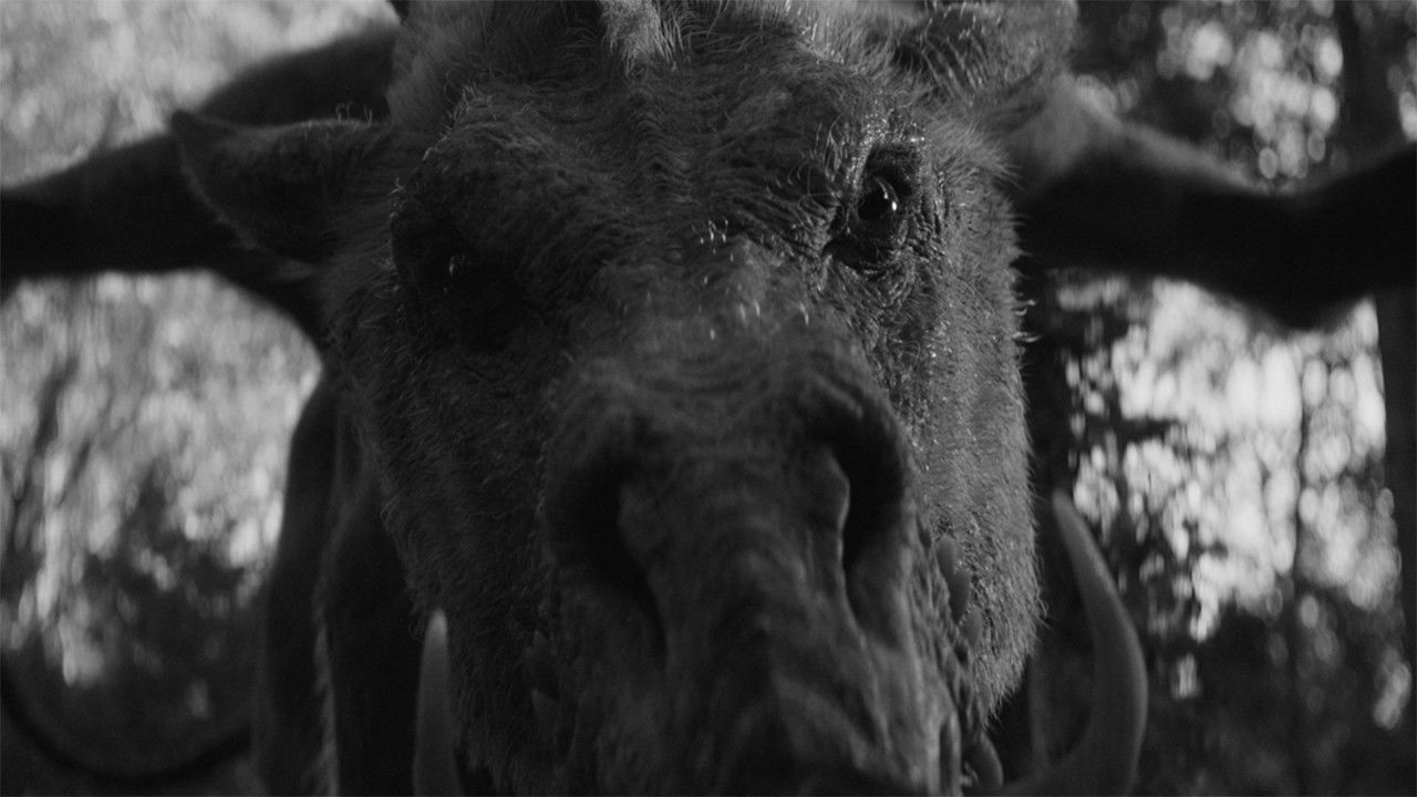 Backdrop for Em & Selma Go Griffin Hunting