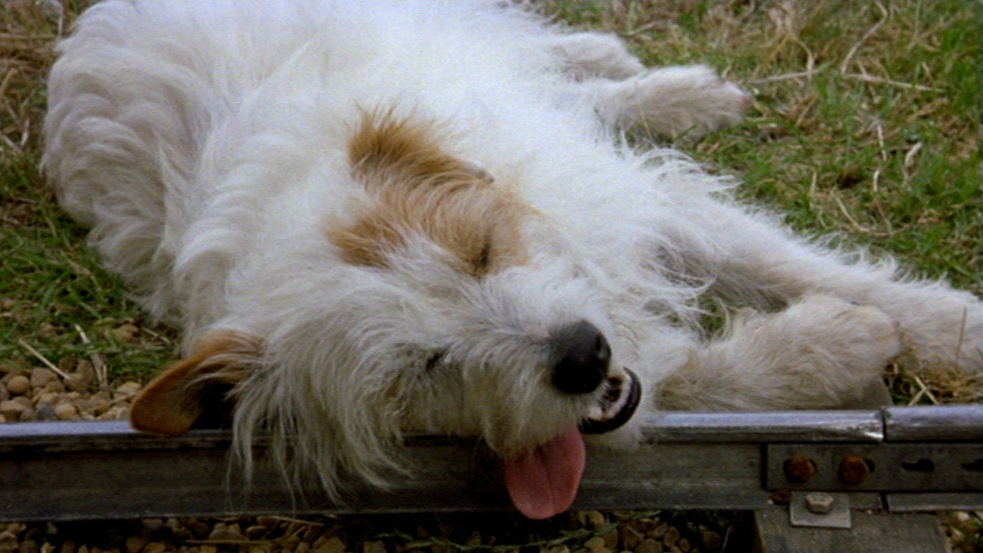 Backdrop for The Suicidal Dog