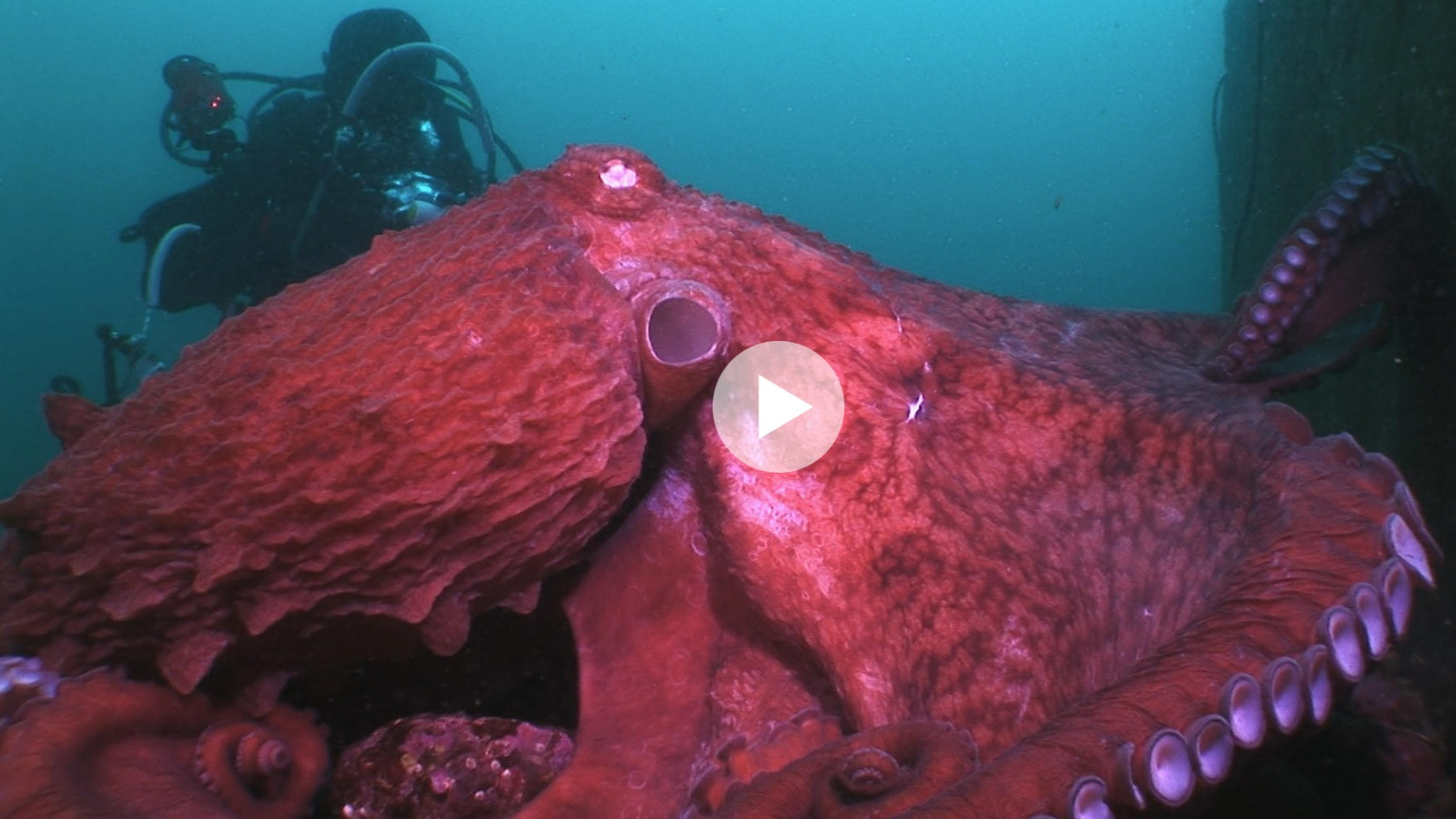 Backdrop for Animal Instincts - When Monsters Call - The Bizarre Water-World of Noto Peninsula, Japan