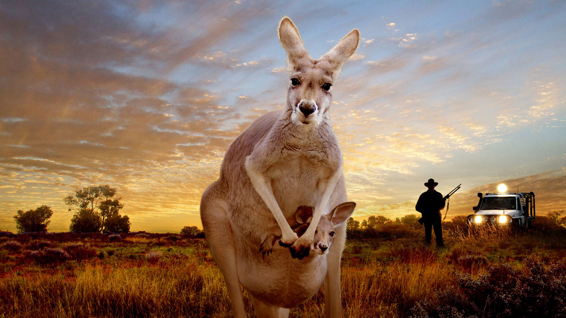 Backdrop for Kangaroo: A Love-Hate Story