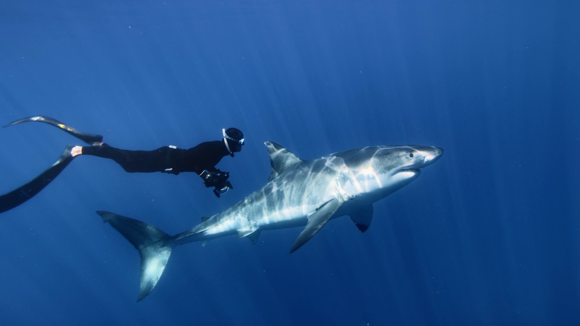 Backdrop for Great White Shark