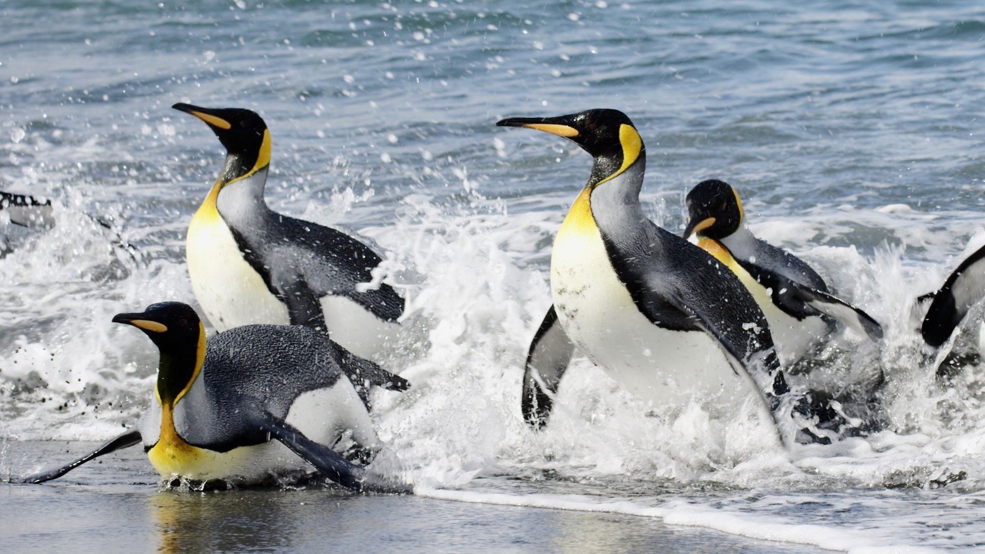 Backdrop for Sounds of the South