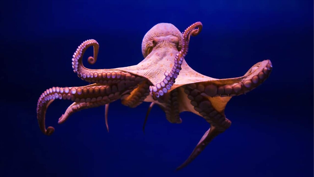 Backdrop for Cephalopods: The Reign of Suckers