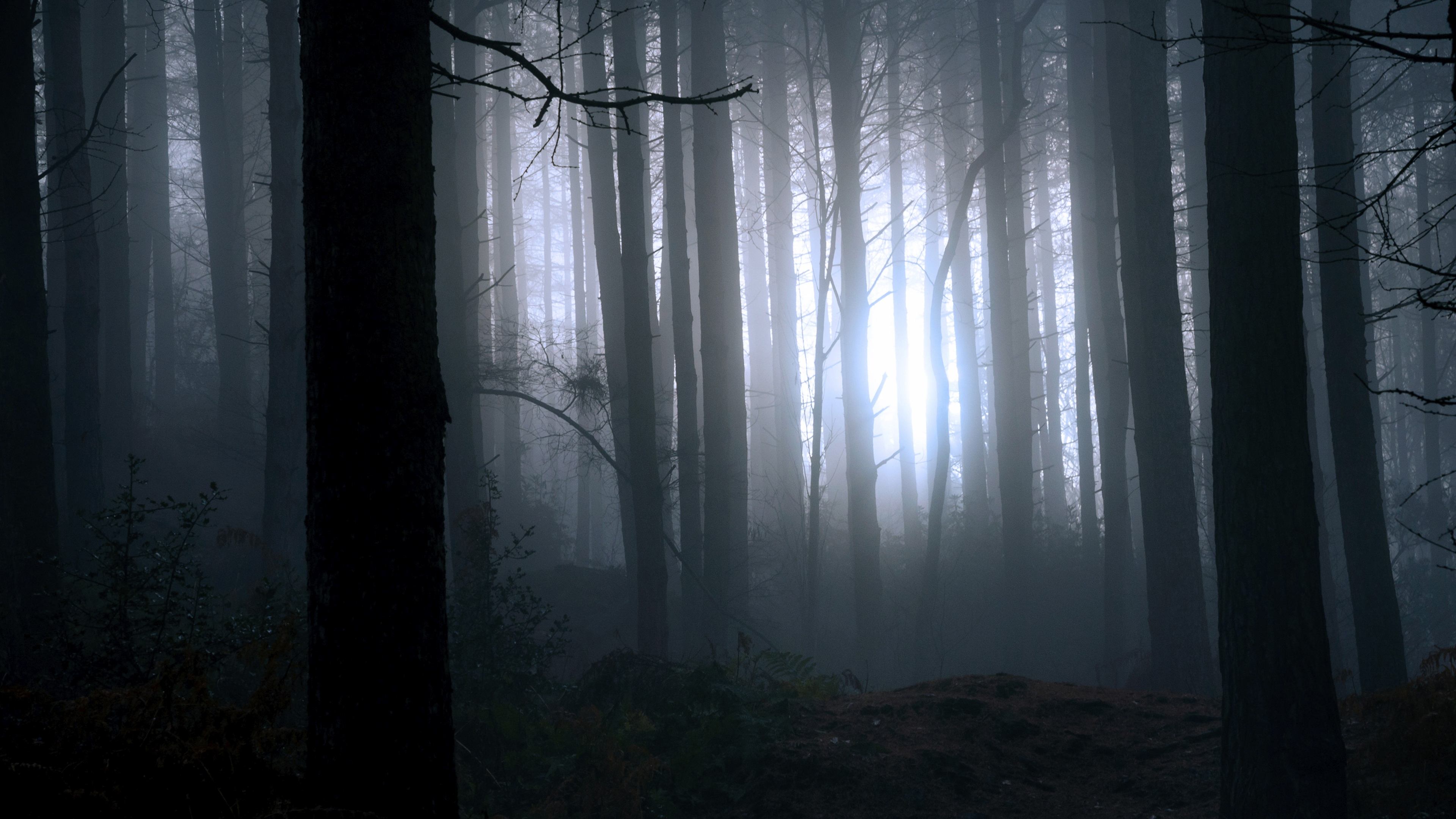 Backdrop for Finding Bigfoot