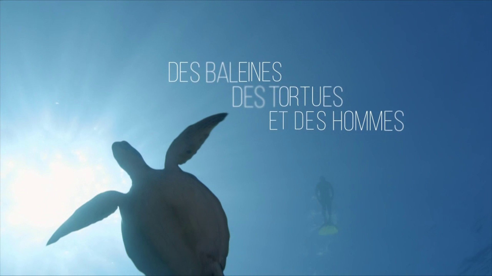 Backdrop for Des baleines, des tortues et des hommes