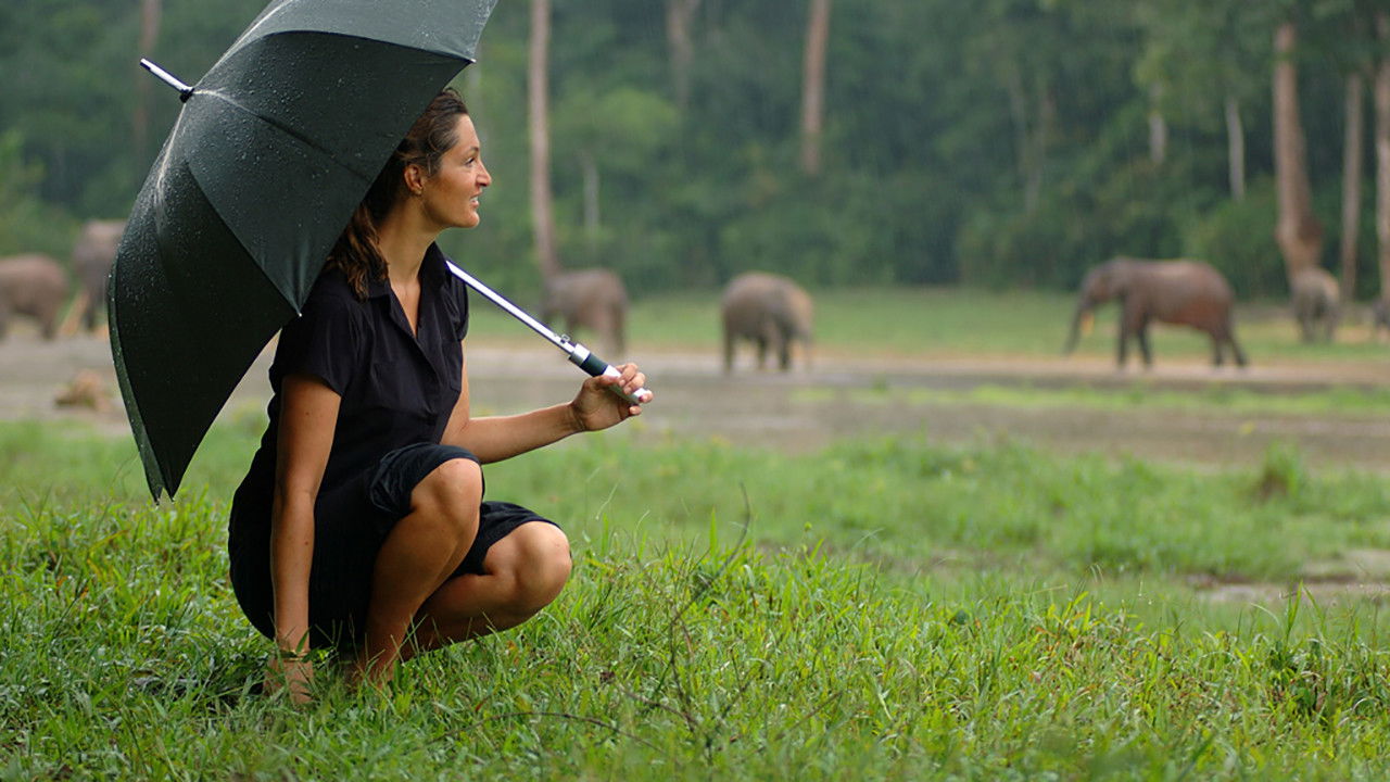 Backdrop for Unknown Africa