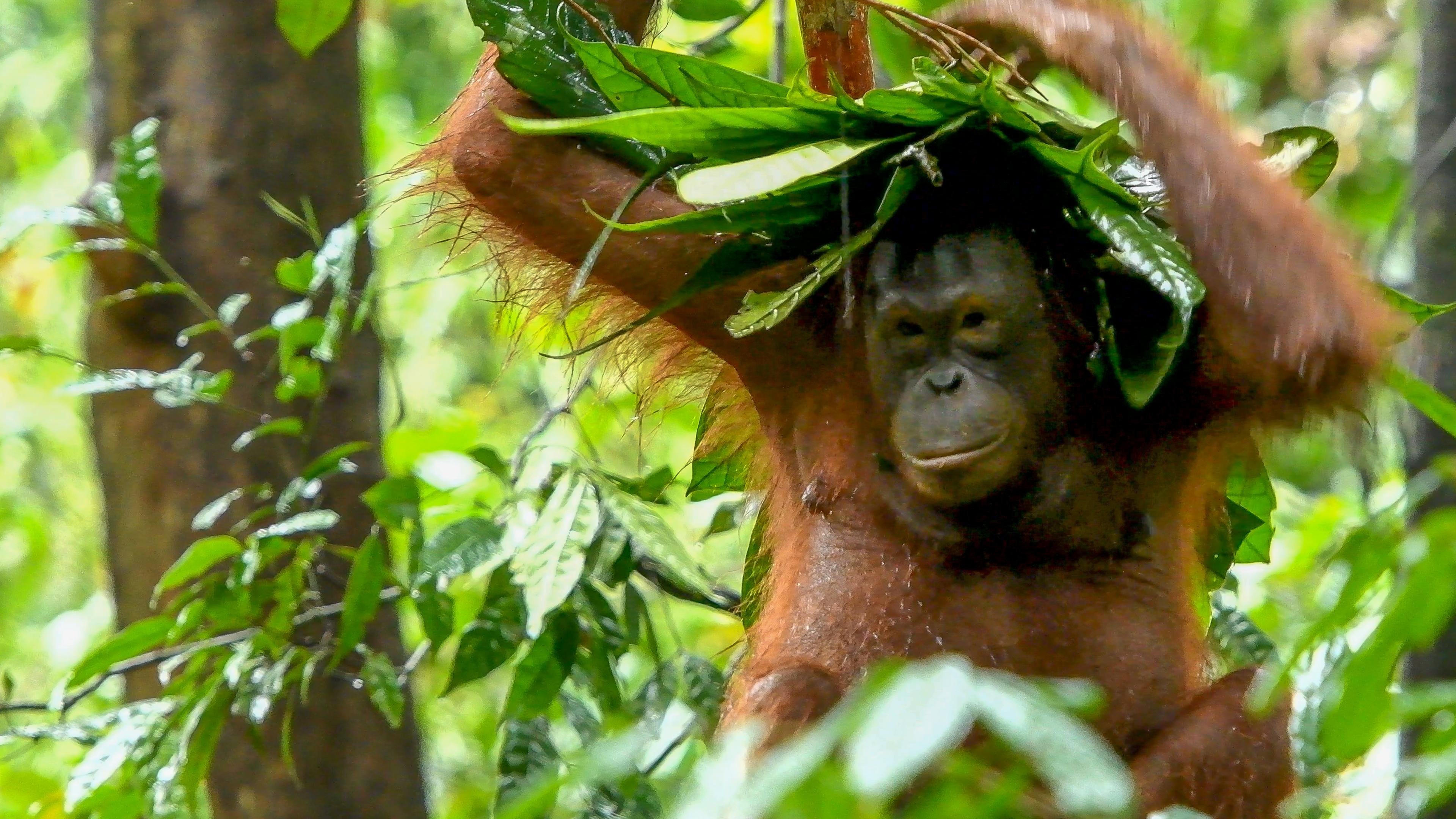 Backdrop for Inside the Enchanted Forests