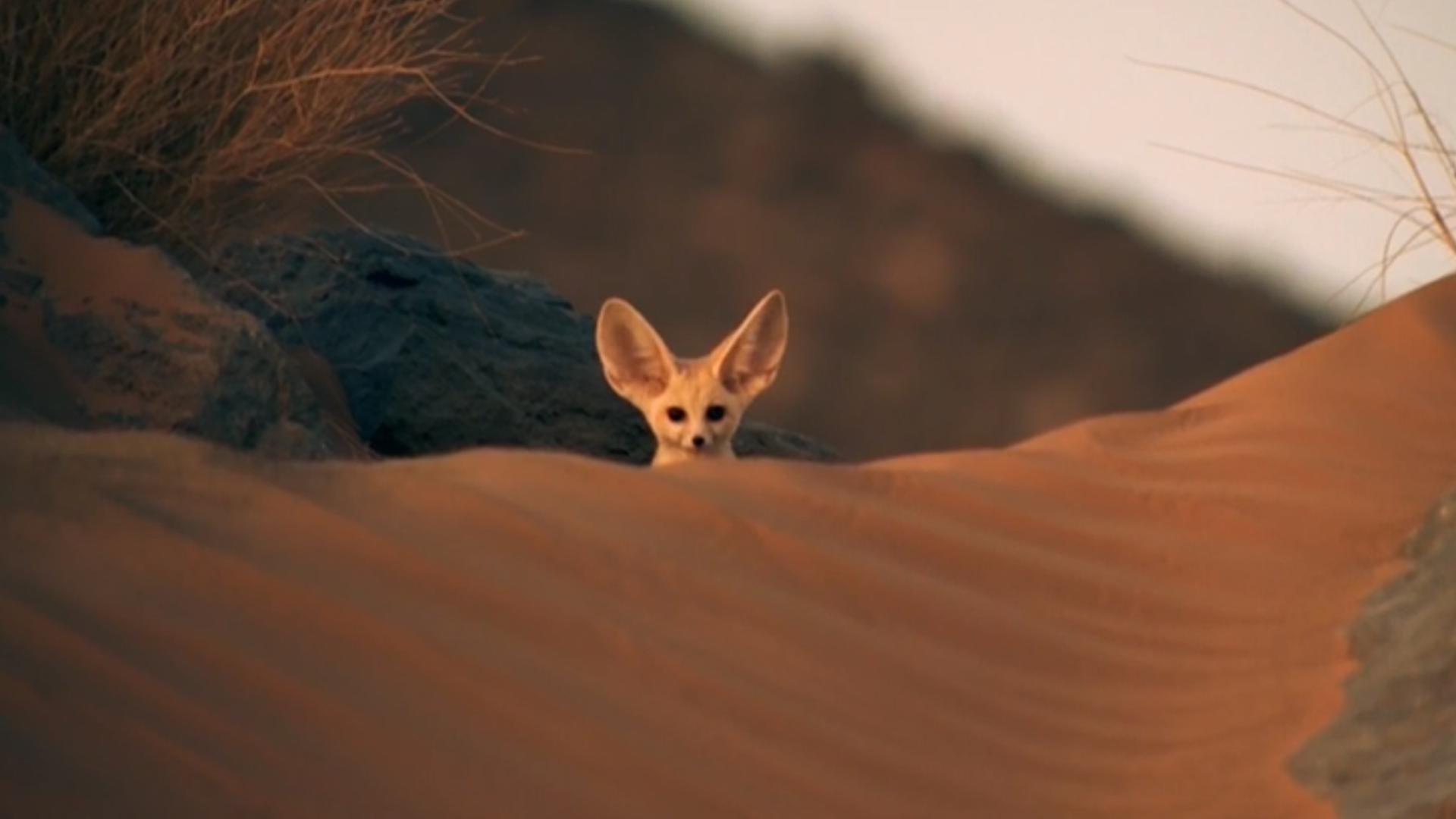 Backdrop for Super Cute Animals