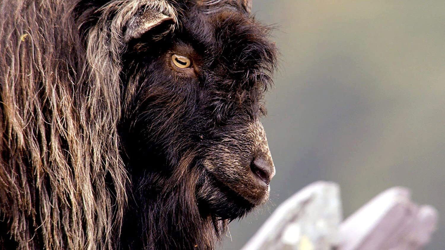 Backdrop for Wales: Land of the Wild