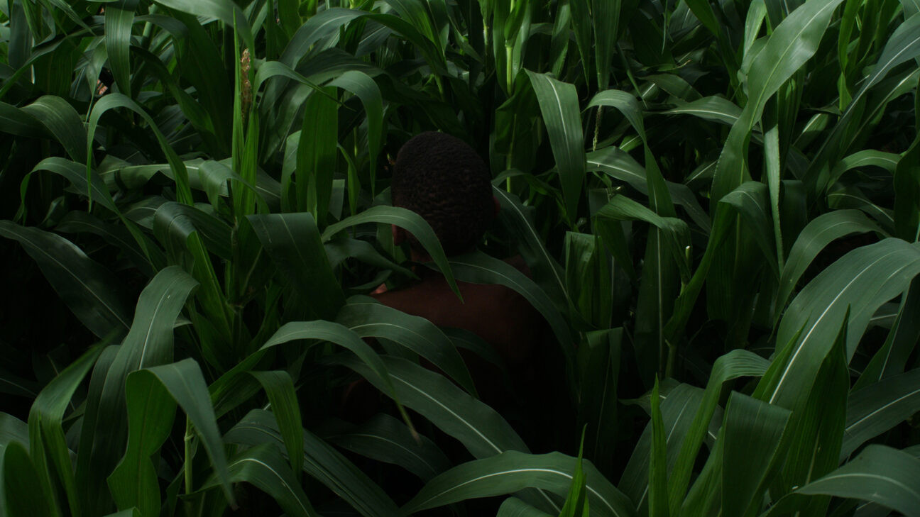 Backdrop for The Last Harvest