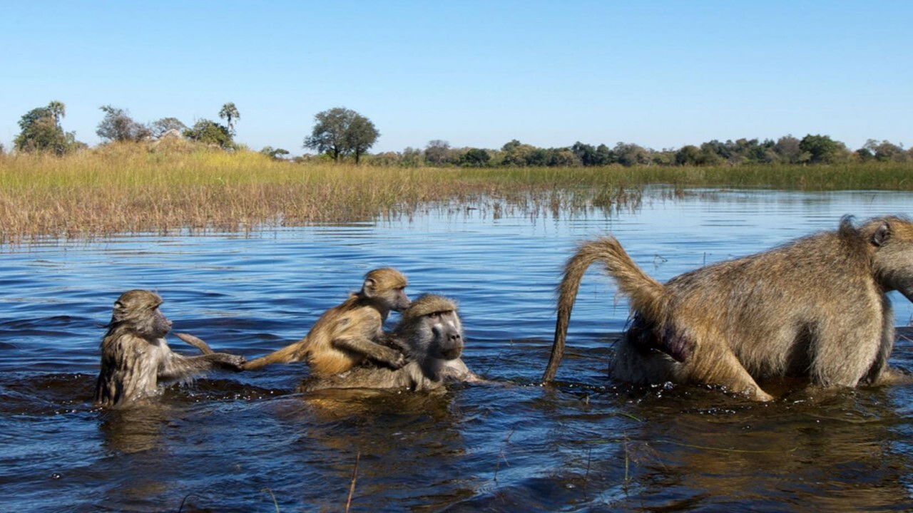 Backdrop for Démocraties animales