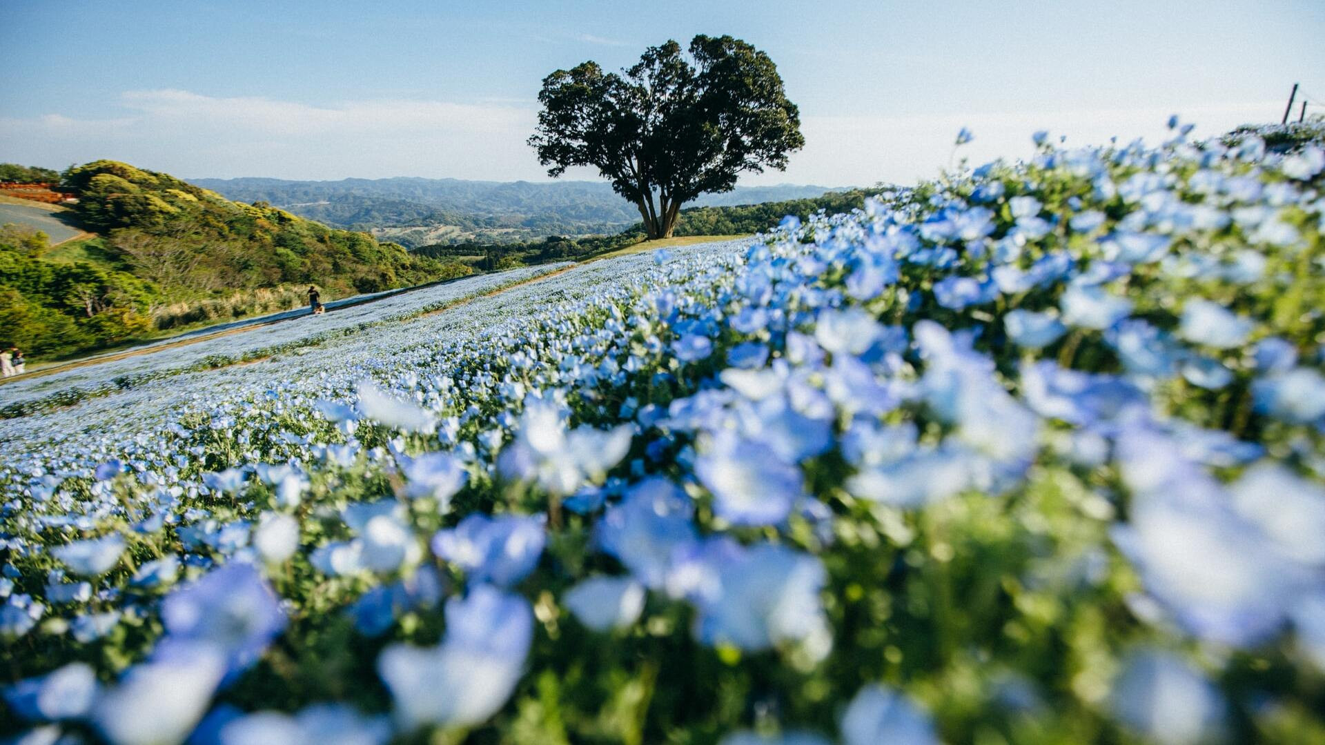 Backdrop for Le lin, ce trésor français