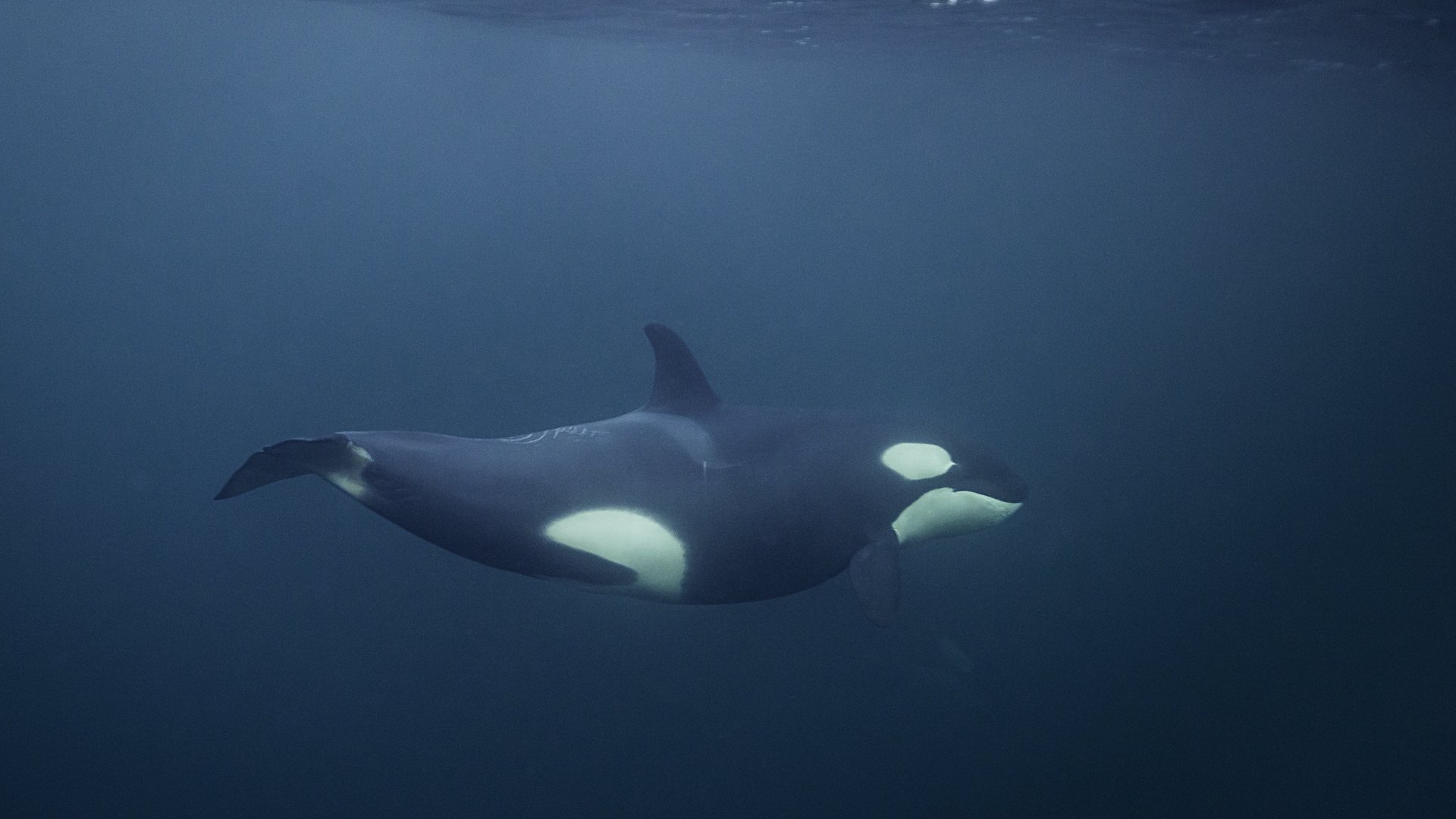 Backdrop for NORWAY´S MAGICAL FJORDS