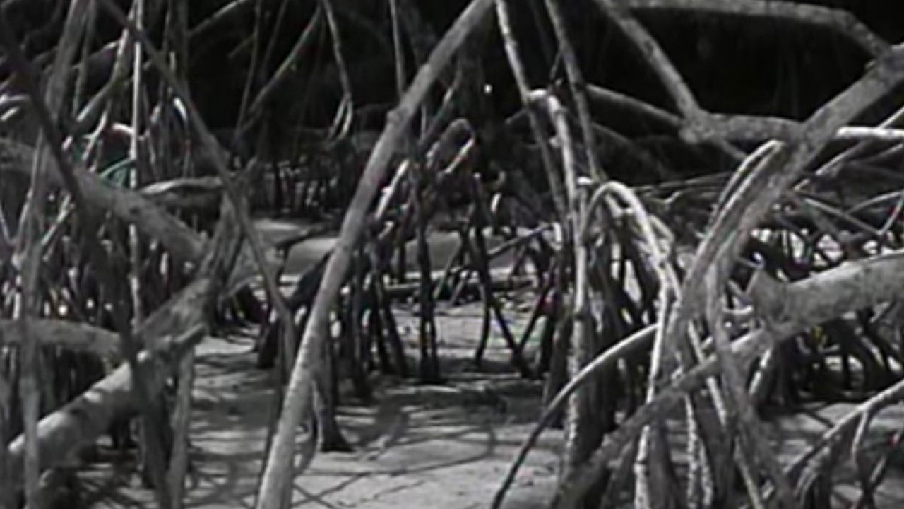 Backdrop for The Cage