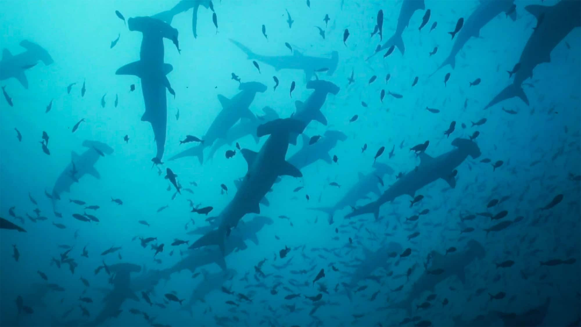 Backdrop for Migrations: The Big Swim