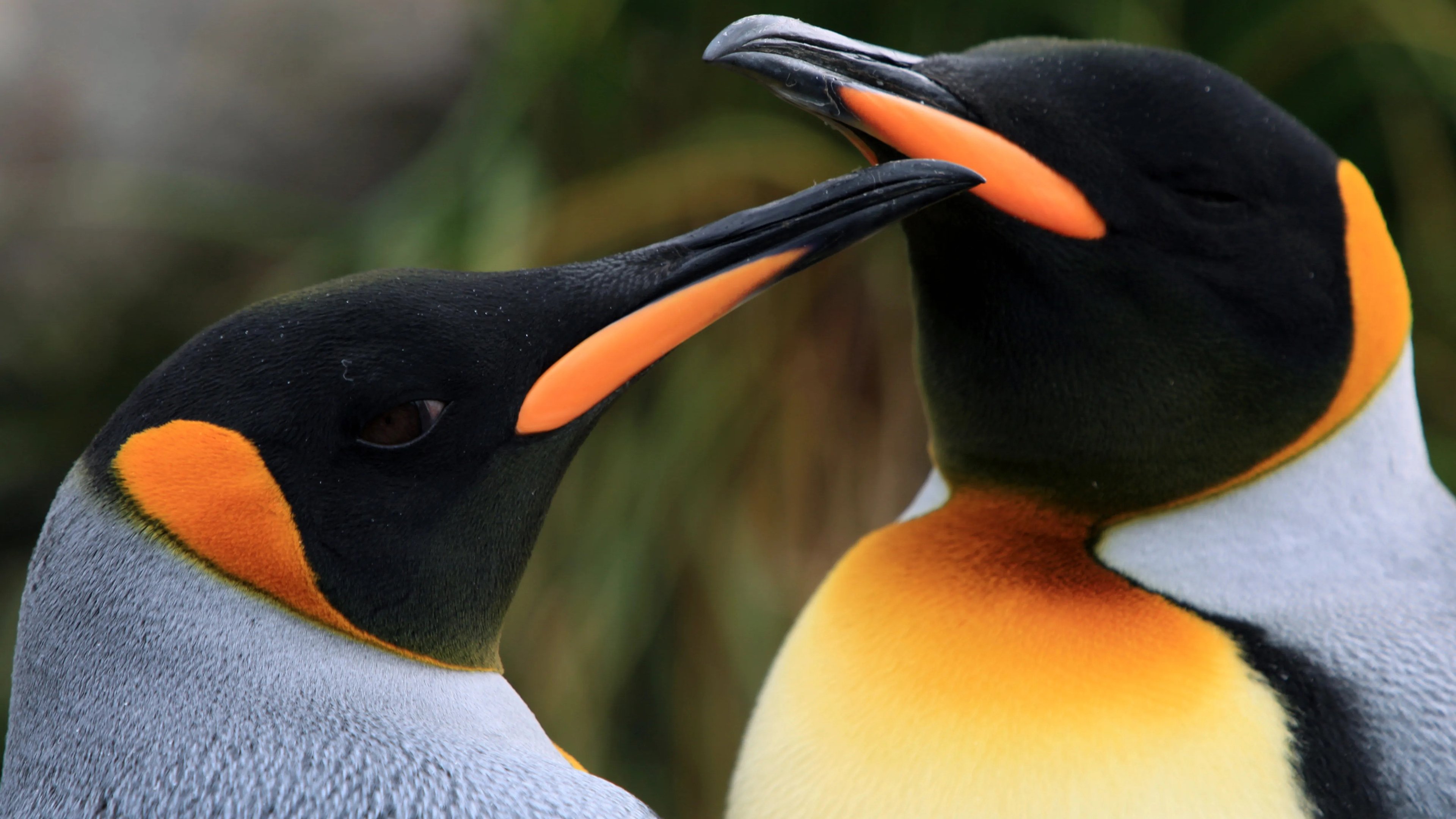 Backdrop for The Penguin King