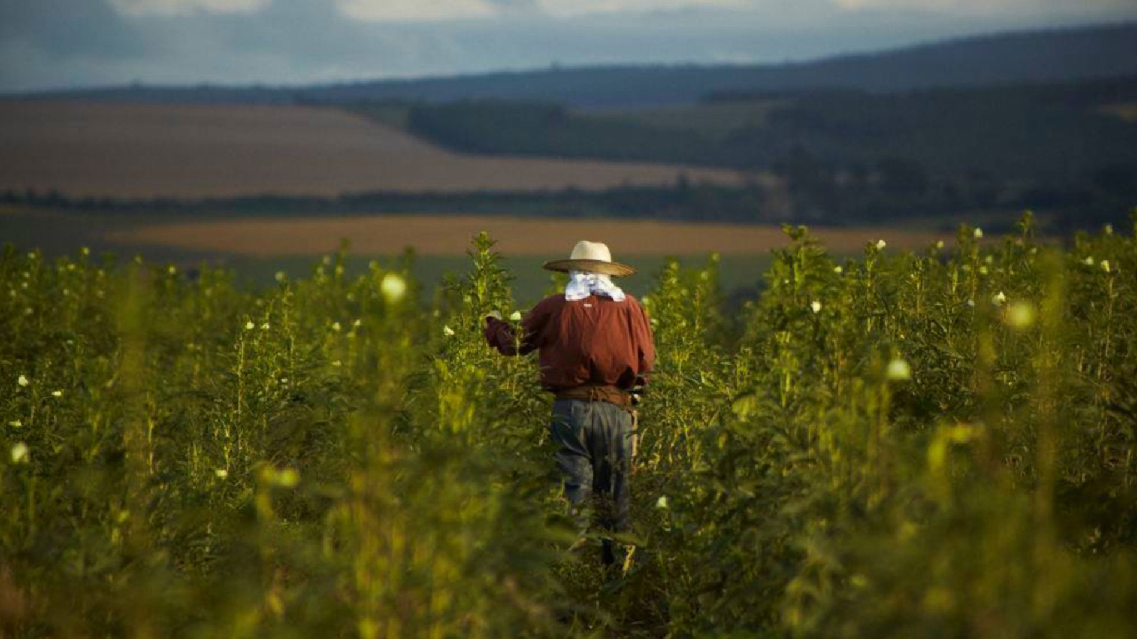 Backdrop for O Plantador de Quiabos