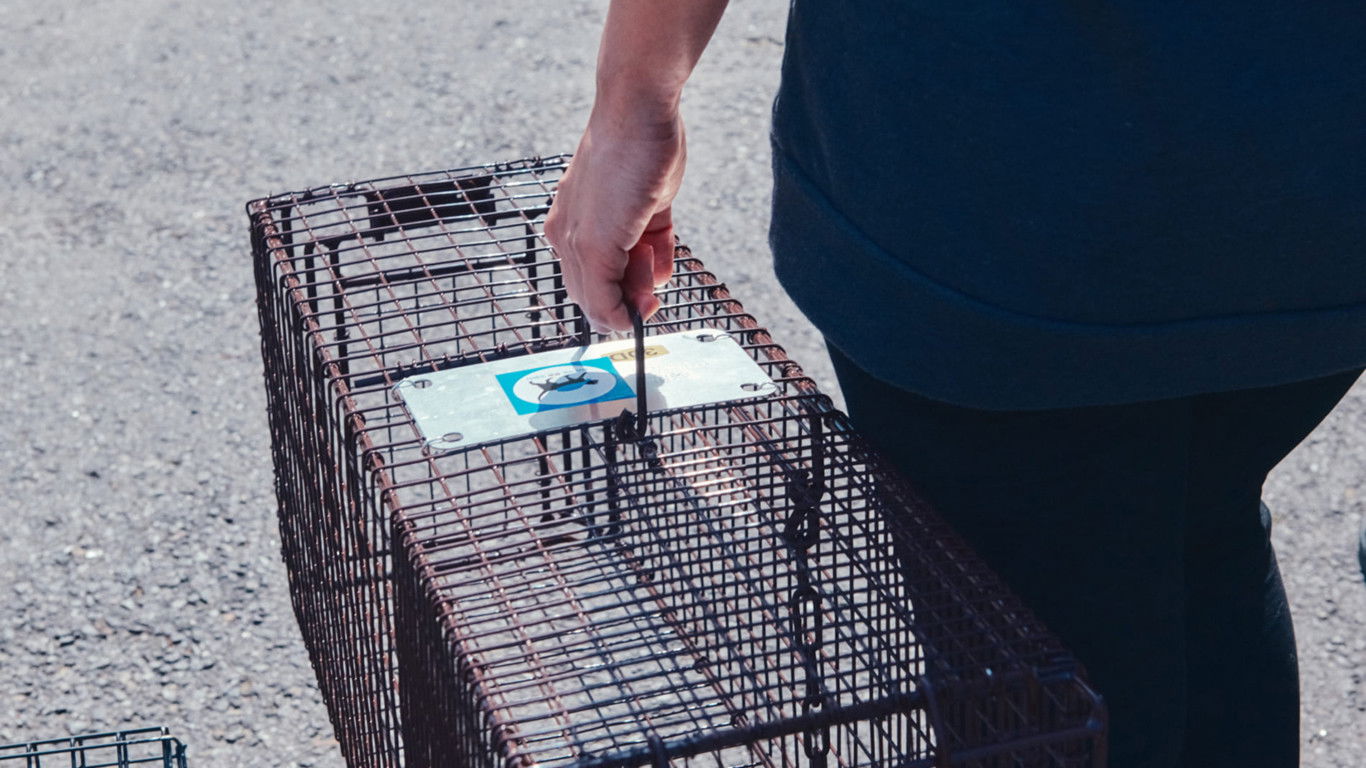 Backdrop for Cats' Apartment