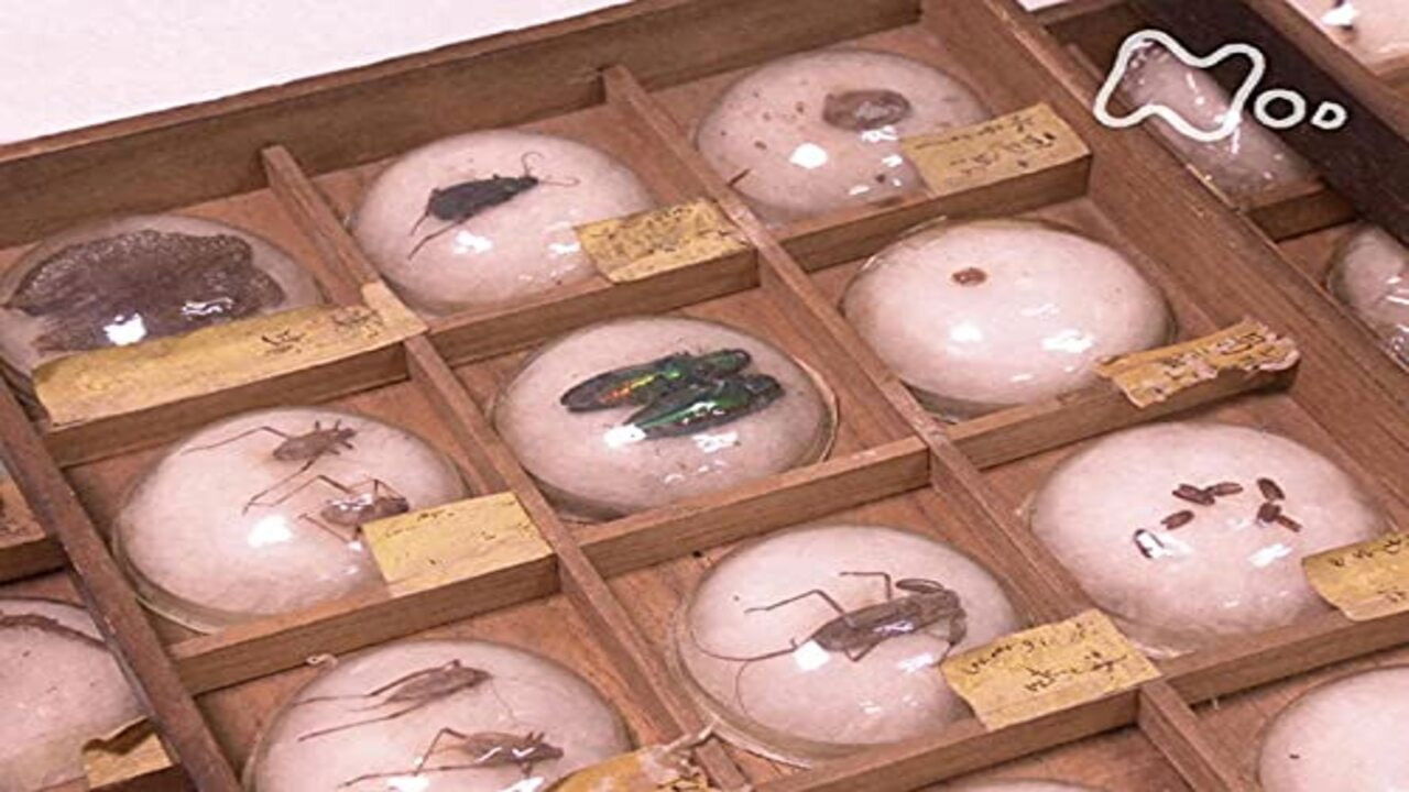 Backdrop for 東大キャンパス・ミュージアム