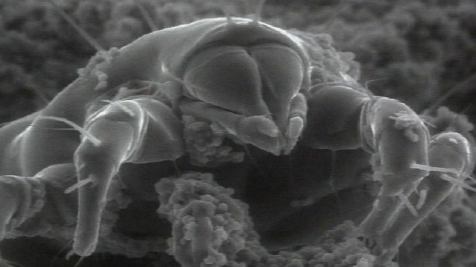 Backdrop for Grenzen der Wahrnehmung