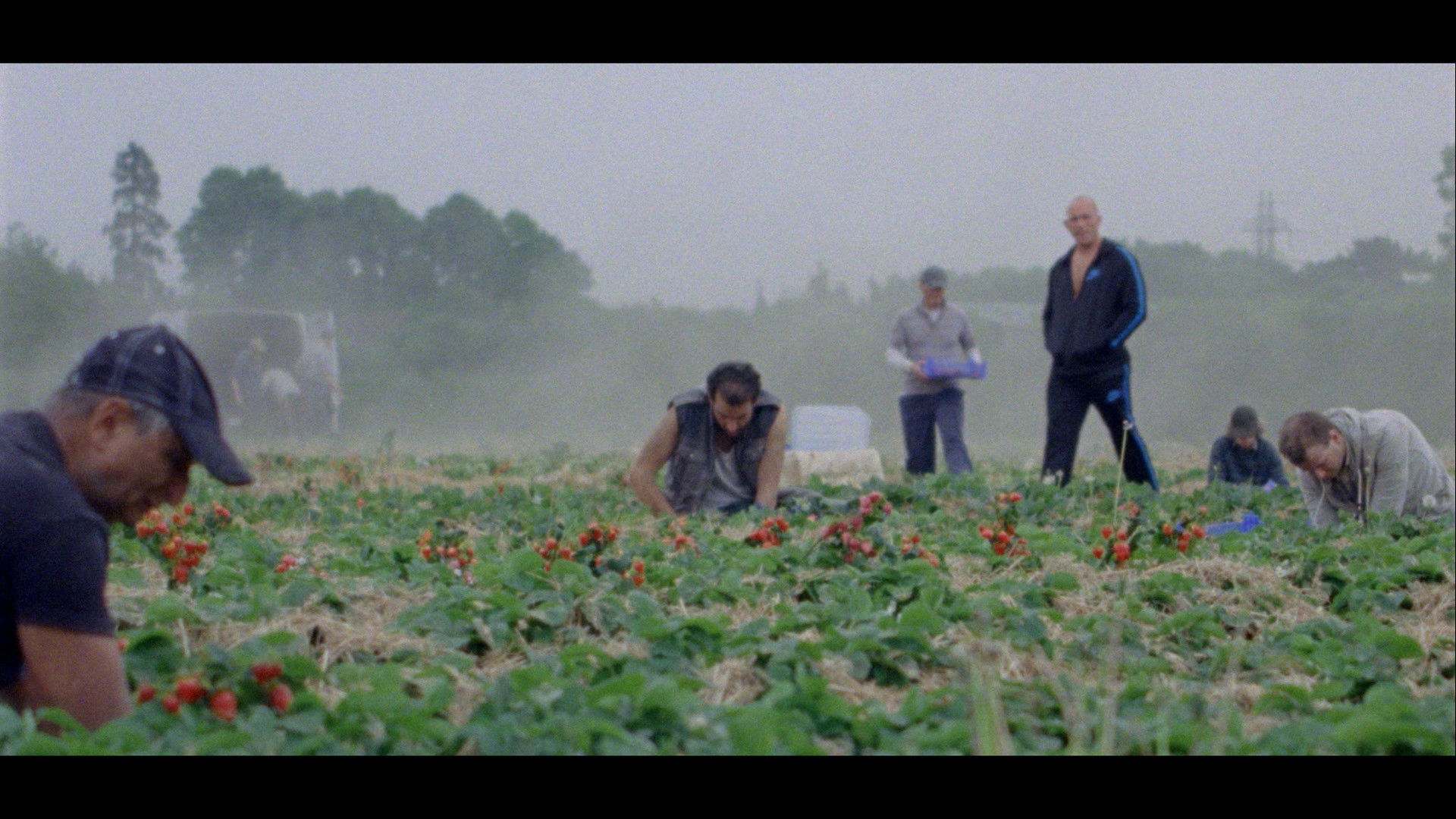 Backdrop for Sunny Life Farms