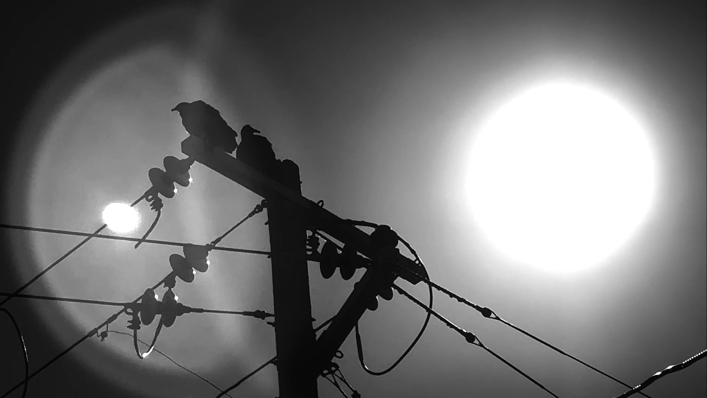 Backdrop for BIRDS ARE DRONES AND THEY CHARGE ON POWERLINES