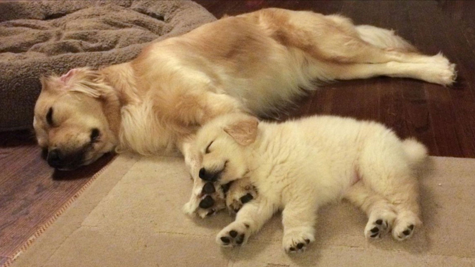 Backdrop for Hopper meets Venkman