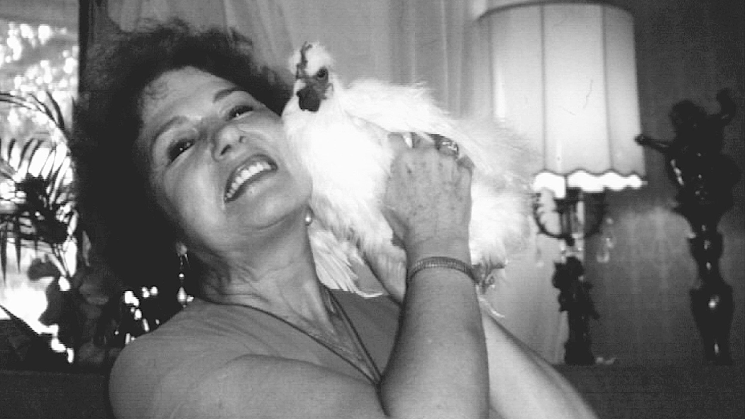 Backdrop for The Natural History of the Chicken